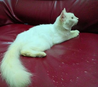Angel - Persian Cat