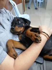 Dou Dou - Rottweiler Dog