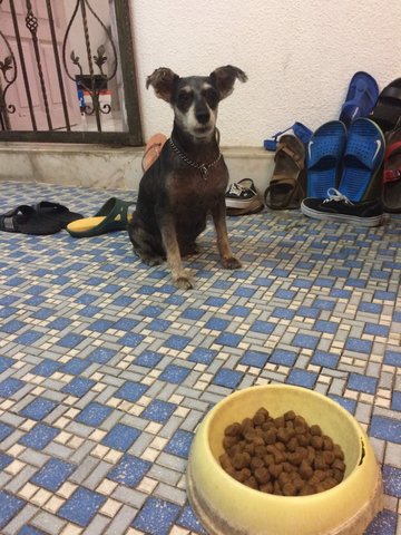 Pepper  - Schnauzer Dog