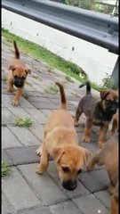 5 Little Puppies (Lynn) - Mixed Breed Dog
