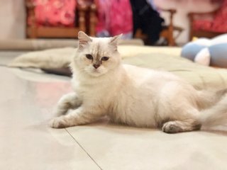 Scarlet - Persian + Himalayan Cat