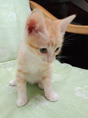 Orange - Domestic Short Hair Cat