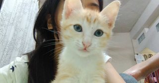 Orange - Domestic Short Hair Cat