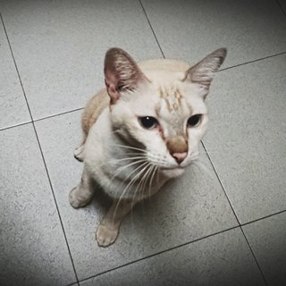 Krim - Domestic Short Hair Cat
