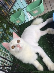 Aysha &amp; Mimi - Domestic Long Hair + Domestic Short Hair Cat