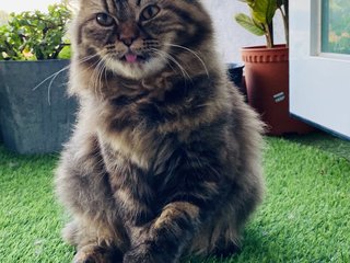 Lucy - Persian Cat