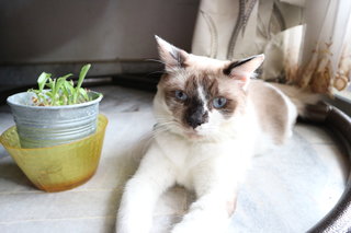 Shiro - American Shorthair Cat