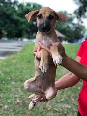 Coco - Black Mouth Cur Mix Dog