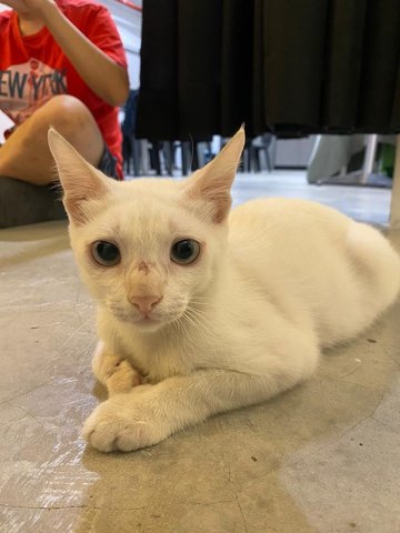 Jackson - Domestic Short Hair Cat