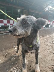 Gray Doggie - Mixed Breed Dog