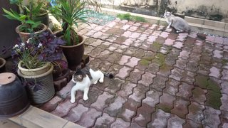 Momo Kenneth - Siamese Cat