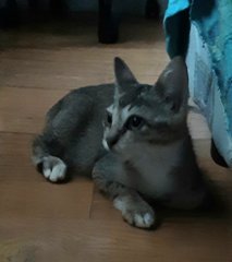 Lulu - Domestic Medium Hair Cat