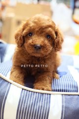 Quality Toy &amp; Tiny Toy Poodle Puppies  - Poodle Dog