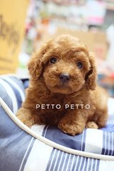 Quality Toy &amp; Tiny Toy Poodle Puppies  - Poodle Dog