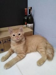 PF97904 - Domestic Medium Hair Cat