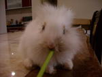 Mimi - Lionhead Rabbit