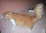 His picture in Mudah.my by former owner before we bought him :)