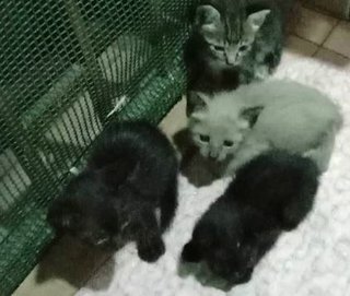 Kittens For Adoption - Domestic Short Hair Cat