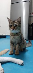 Cedric - Domestic Medium Hair Cat