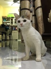 Ekin - Domestic Short Hair Cat