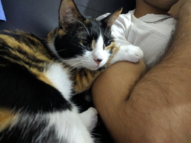 Bella - Bombay Cat