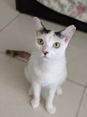 Peanut The Lil Sweetheart  - Domestic Short Hair Cat