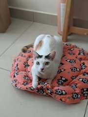 Peanut The Lil Sweetheart  - Domestic Short Hair Cat