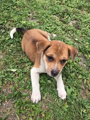 Neon - Jack Russell Terrier Mix Dog