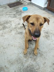 Young Energetic Dog - Mixed Breed Dog