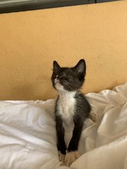 Little Mj The Tuxedo Boy! - Domestic Short Hair Cat