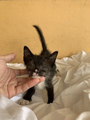 Little Mj The Tuxedo Boy! - Domestic Short Hair Cat