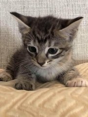 4 Kitty Kats - Domestic Short Hair Cat