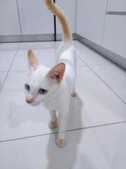 Soya - Domestic Short Hair Cat