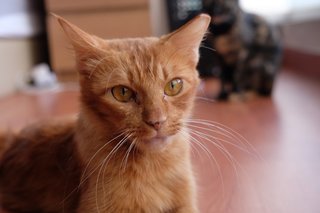 Ginger - Domestic Medium Hair + Domestic Long Hair Cat