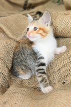 Poppy - Domestic Short Hair Cat