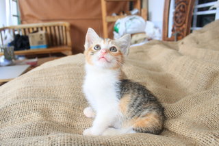 Poppy - Domestic Short Hair Cat