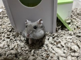 3 Hamsters For Adoption  - Short Dwarf Hamster Hamster