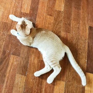 Pumpkin - Domestic Short Hair Cat