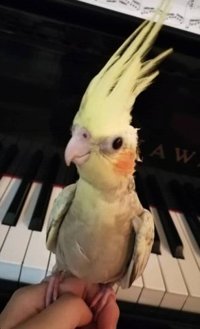 Teh B - Cockatiel Bird
