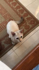 Daisy - Domestic Medium Hair + Siamese Cat