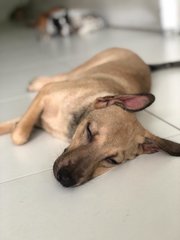 Copper  - Whippet + Mountain Cur Dog