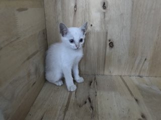 Kittens 1 Month Old - Domestic Medium Hair Cat