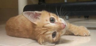 Cc &amp; Orange - Domestic Short Hair Cat