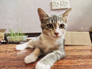 Toto - Domestic Short Hair + Calico Cat