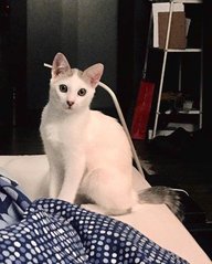 Dooboo - Domestic Short Hair Cat