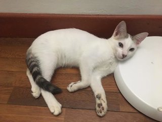 Dooboo - Domestic Short Hair Cat