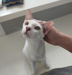 Dooboo - Domestic Short Hair Cat