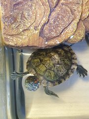 Dexter - Turtle Reptile