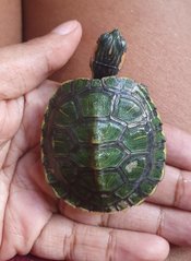 Dexter - Turtle Reptile