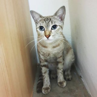 PF98527 - Domestic Short Hair Cat